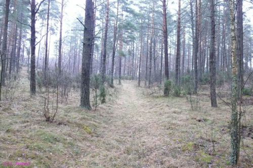 Leśne ścieżki #OkoliceLisek #Liski #Las