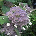 Hydrangea aspera var. sargentiana