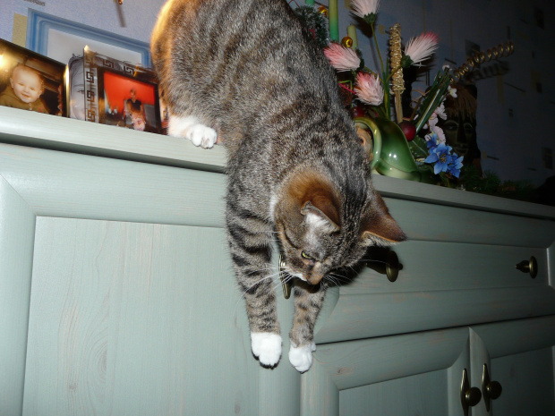 gimnastyka #koty