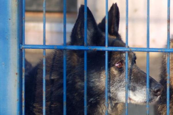 Atos jest dojrzałym, ale w jeszcze niezłej kondycji.
Mimo wieku jest wesoły i na widok pracownika ciesz się całym sobą, z radości potrafi wysoko podskakiwać.
Jego nr ewidencyjny to 1749