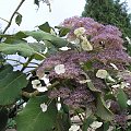 Hydrangea aspera var. sargentiana