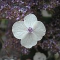 Hydrangea aspera var. sargentiana