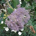 Hydrangea aspera var. sargentiana