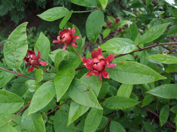 Calycanthus floridus