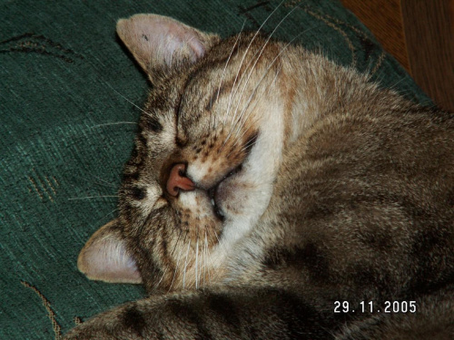Kot Burek, sesja zdjęciowa :) #kot #Burek #spanie #spanko