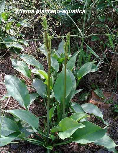 Water plants