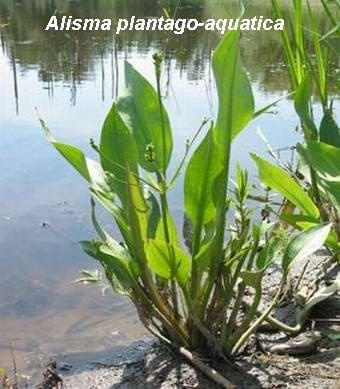 Water plants