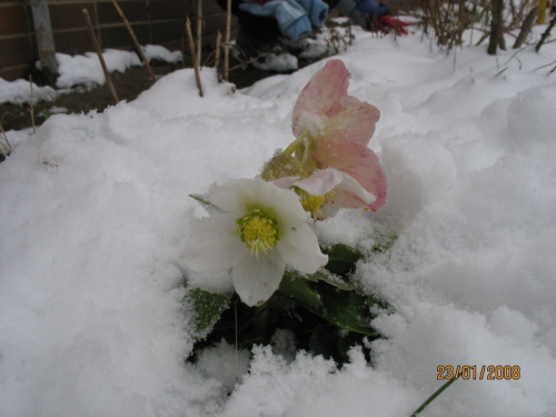 Ciemiernik biały po nocnych opadach śniegu. Śnieg usunięty z kwiatka.