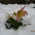 Ciemiernik biały po nocnych opadach śniegu. Śnieg usunięty z kwiatka.