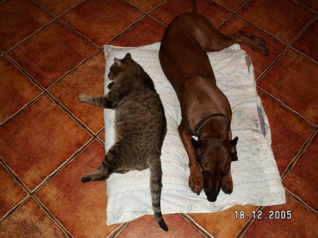 Niby przyjaźń :P
Długo tak nie poleżeli ze sobą :] #Kora #pies #kot #Burek #przyjaźń