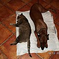 Niby przyjaźń :P
Długo tak nie poleżeli ze sobą :] #Kora #pies #kot #Burek #przyjaźń