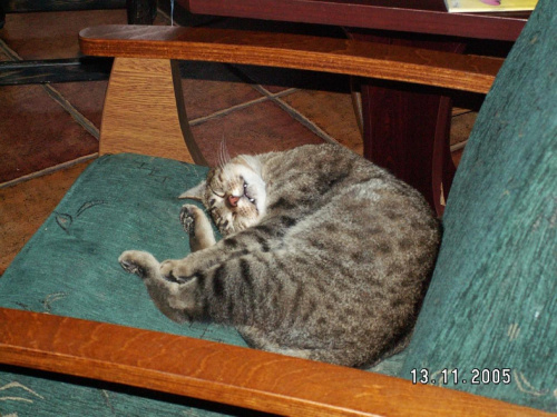 Kot Burek. Odkopywanie starych zdjęć :> #kot