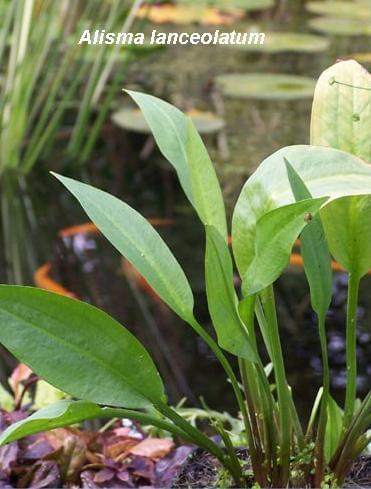 Water plants