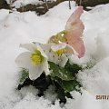 Ciemiernik biały po nocnych opadach śniegu. Śnieg częściowo usunięty z kwiatka. #CiemiernikBiały