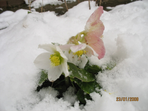 Ciemiernik biały po nocnych opadach śniegu. Śnieg częściowo usunięty z kwiatka. #CiemiernikBiały