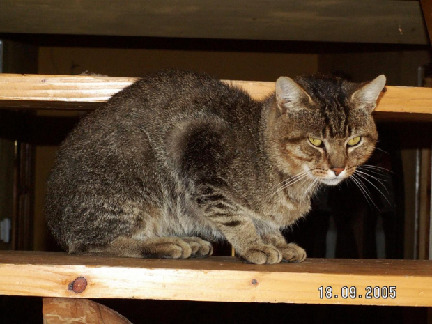 Nasz (były) kot Burek. Już u nas nie mieszka. Odgrzebywanie staroci :P #kot #Burek