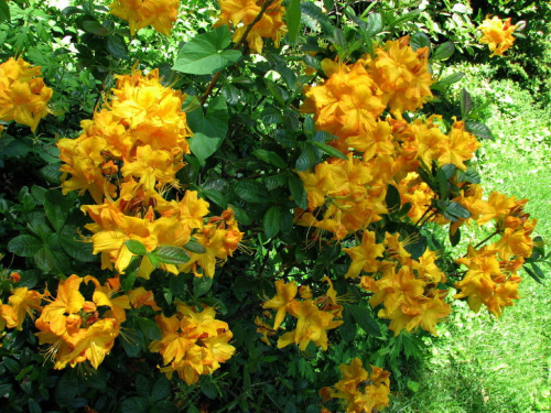 rododendron [azalia]