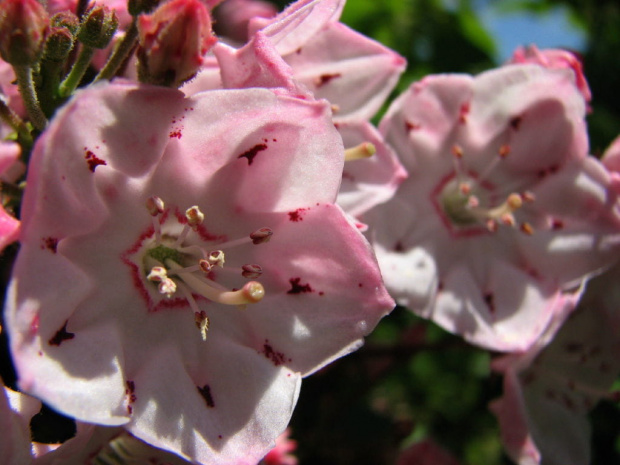 Kalmia latifolia