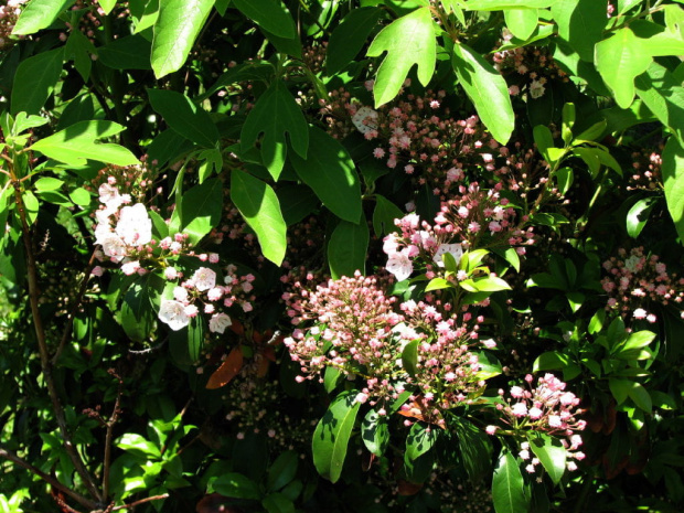 Kalmia latifolia