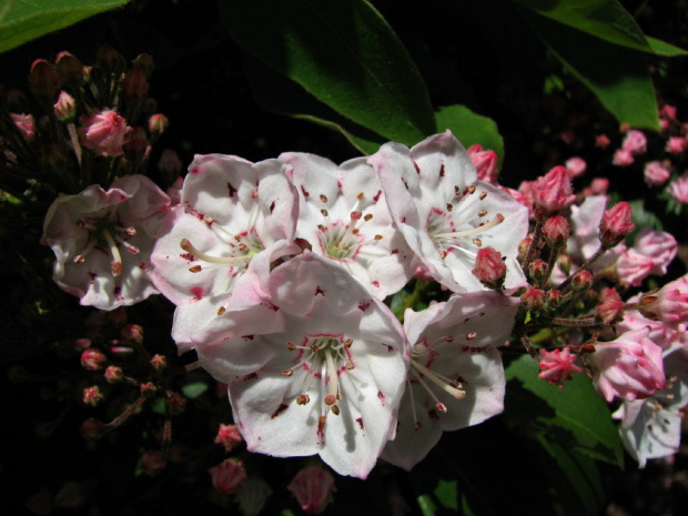 Kalmia latifolia