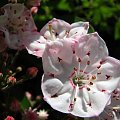 Kalmia latifolia