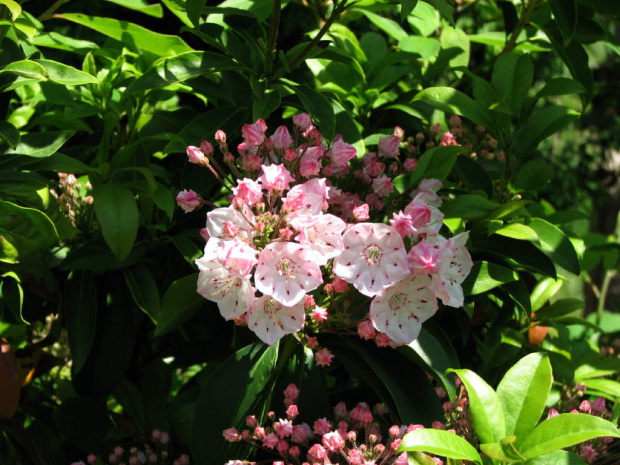 Kalmia latifolia