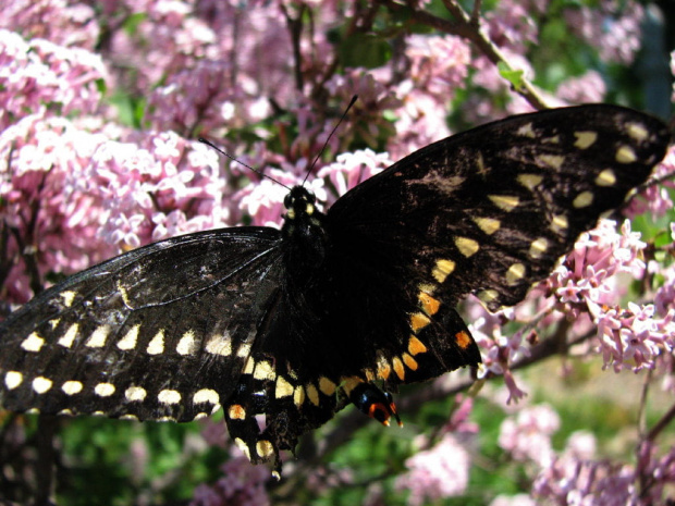 Czarny motyl