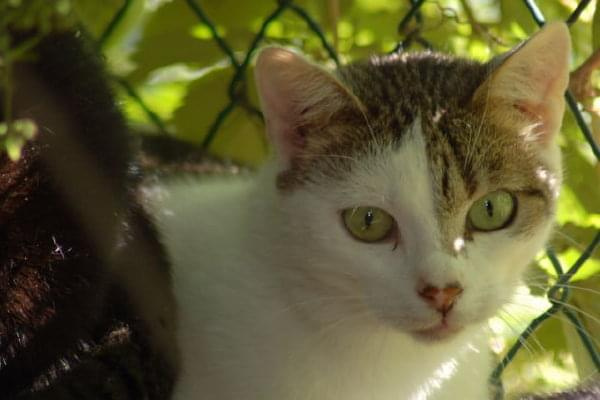 Filemon trafił do schroniska jako 4-miesięczny kociak i do tej pory nie znalazł niestety domu. Jego nr ewidencyjny to 370 #kot