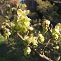 Corylopsis sinensis.