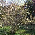 Corylopsis platypetala