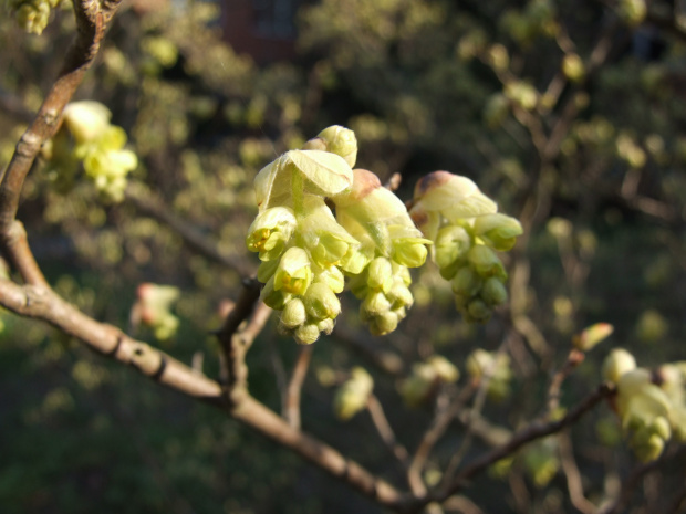 Corylopsis sinensis.