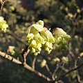 Corylopsis sinensis.