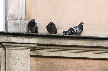 Gołompki :P #gołębie #gołąbki #ptak #ptaki #Kraków #gzyms