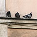 Gołompki :P #gołębie #gołąbki #ptak #ptaki #Kraków #gzyms