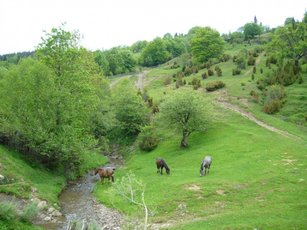 Libuchora-koniki