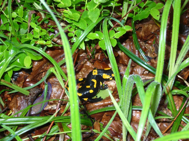 Salamandra