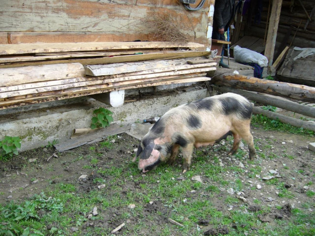 Libuchora-biała świnia,w kropki bordo!!!!