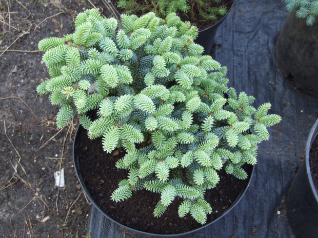 Abies pinsapo 'Horstmann'