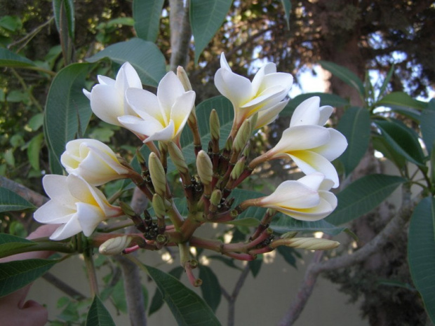 Plumeria