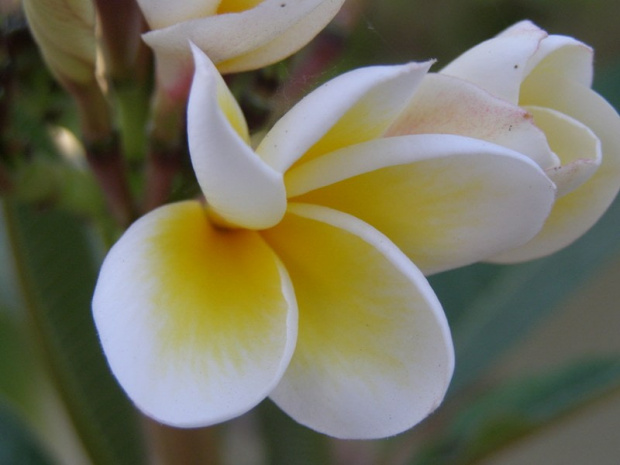 Plumeria