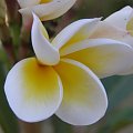 Plumeria