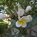 Plumeria