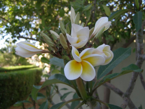 Plumeria