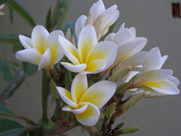 Plumeria