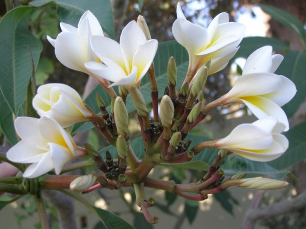 Plumeria