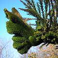 Cryptomeria japonica 'Cristata'