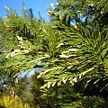 xCupressocyparis leylandii 'Variegata'