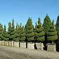 Picea g. 'Conica'