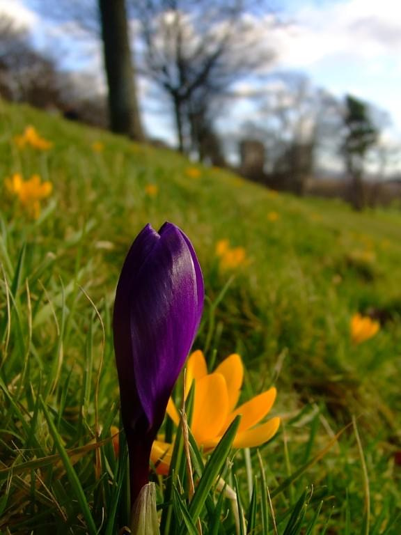 pierwsze Krokusy tej zimy #Krokus