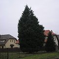 xCupressocyparis leylandii